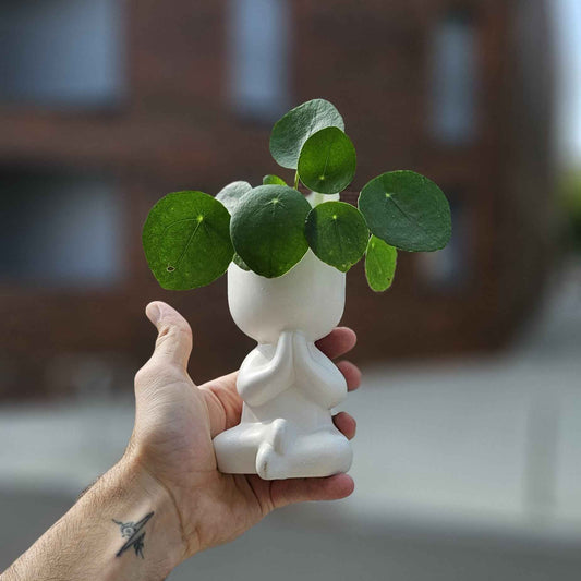 Mini Pilea Yogi - Plante d'intérieur zen
