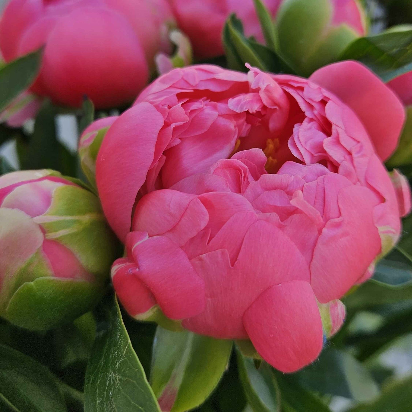 Bouquet Eden - pivoines rose 🌸