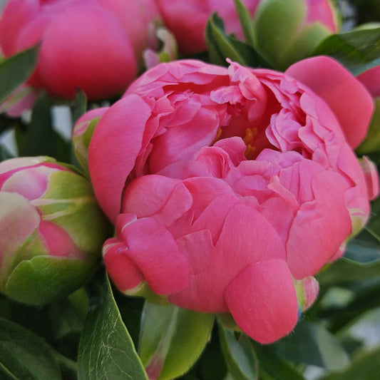 Bouquet Eden - pivoines rose 🌸