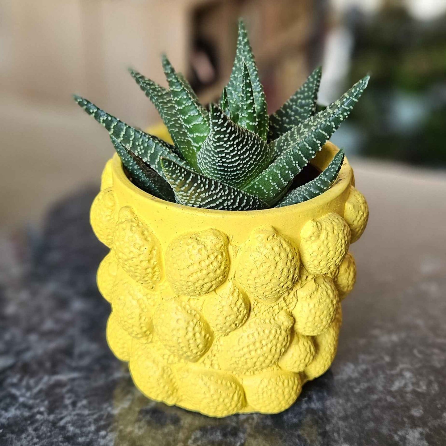 Plante Grasse Cache-Pot Citron