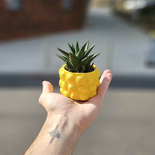 Mini Plante Grasse Cache-Pot Citron