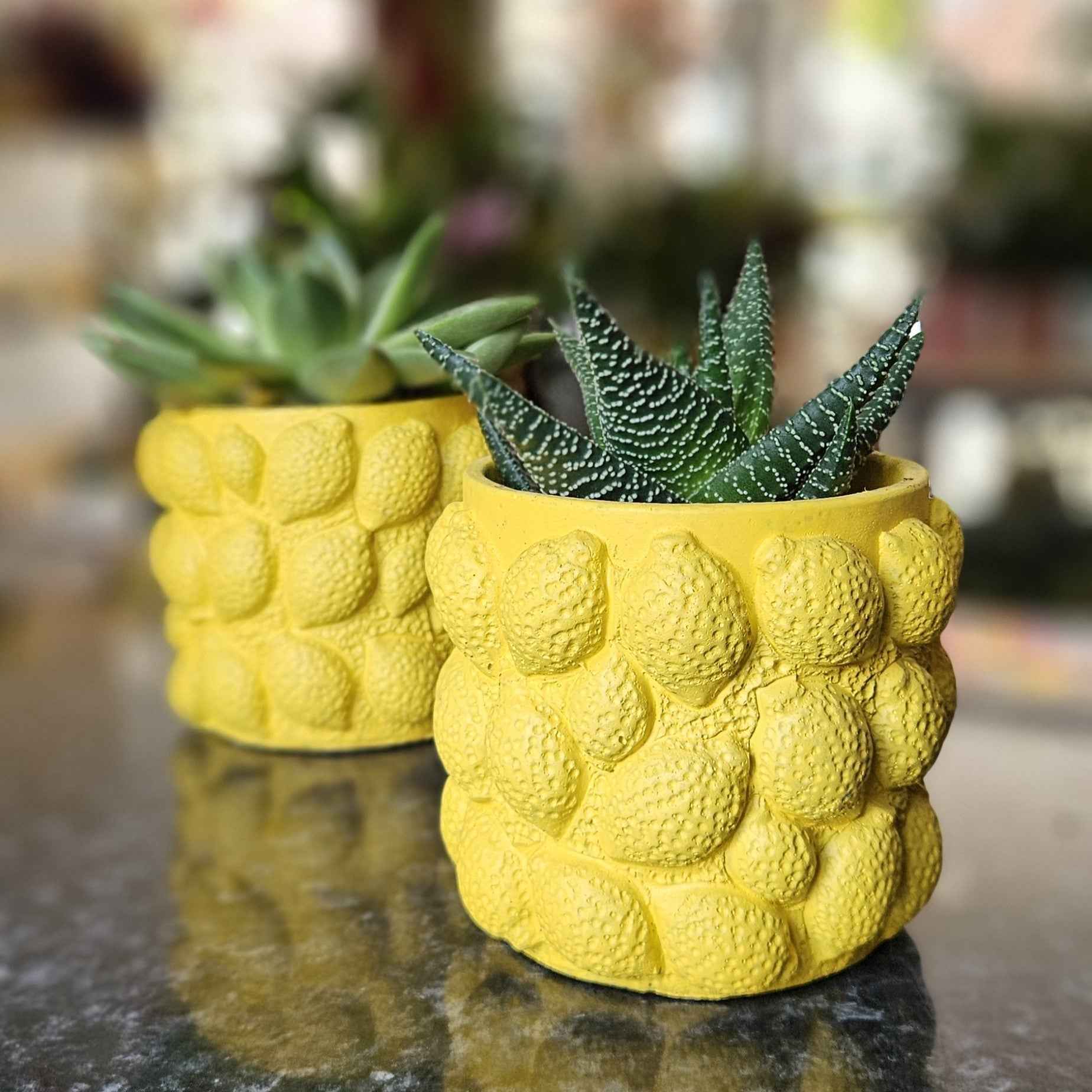 Plante Grasse Cache-Pot Citron