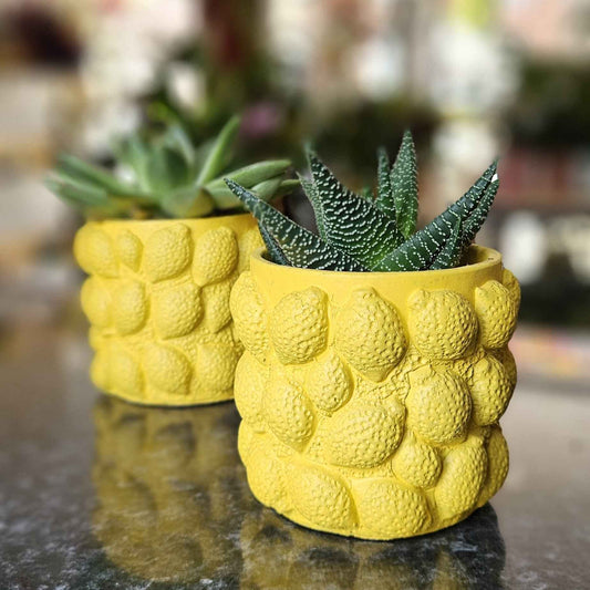 Plante Grasse Cache-Pot Citron