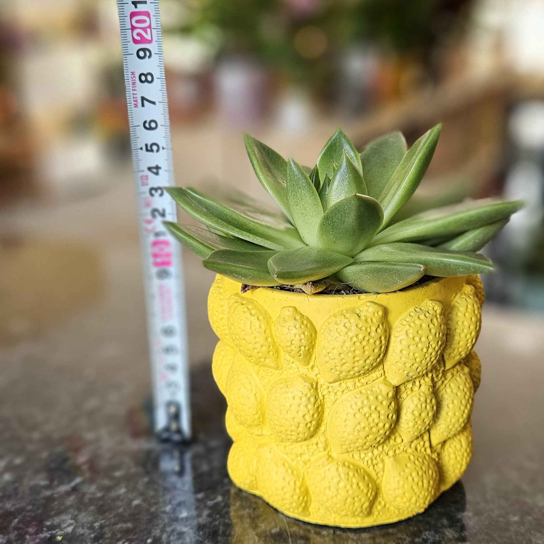 Plante Grasse Cache-Pot Citron
