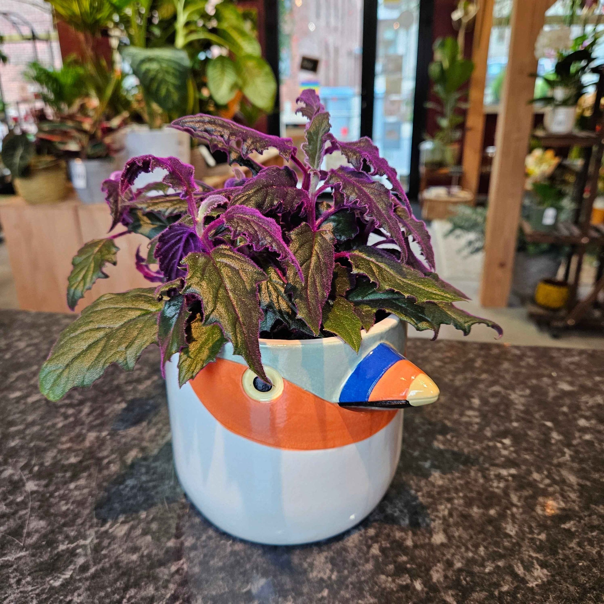 Cache-Pot Perroquet✨