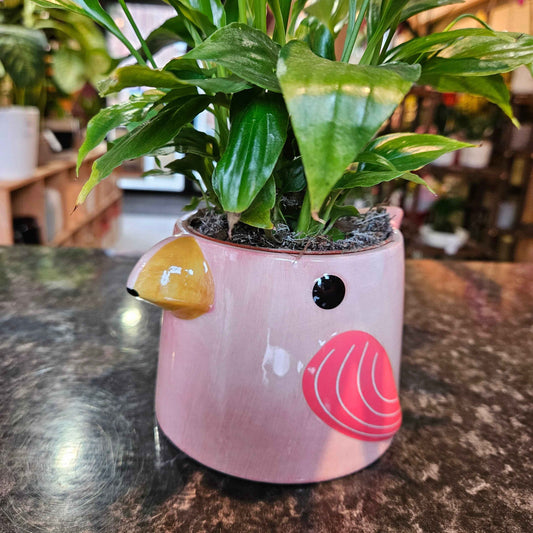 Cache-Pot Oiseau 🌿
