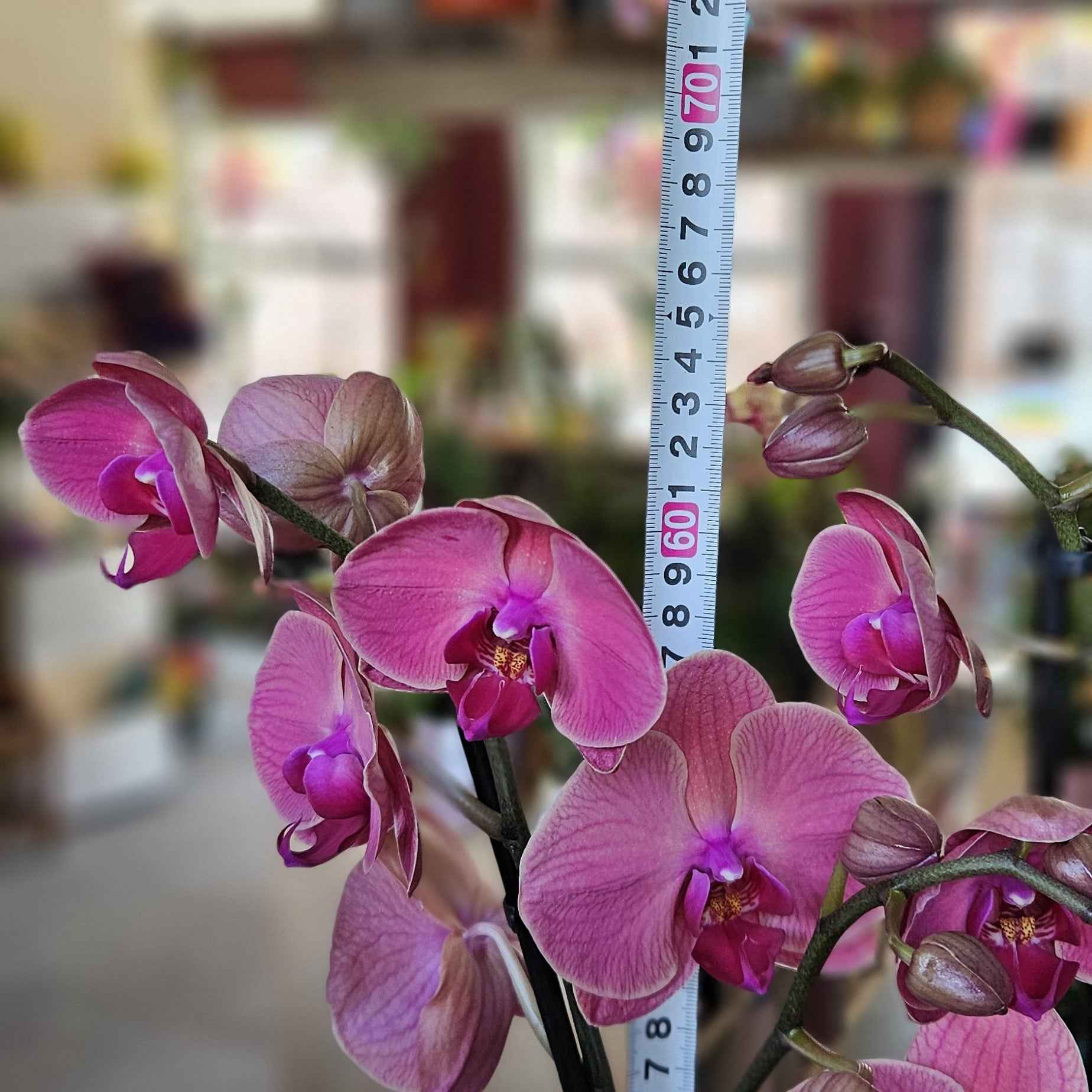 Orchidée Phalaenopsis Rose