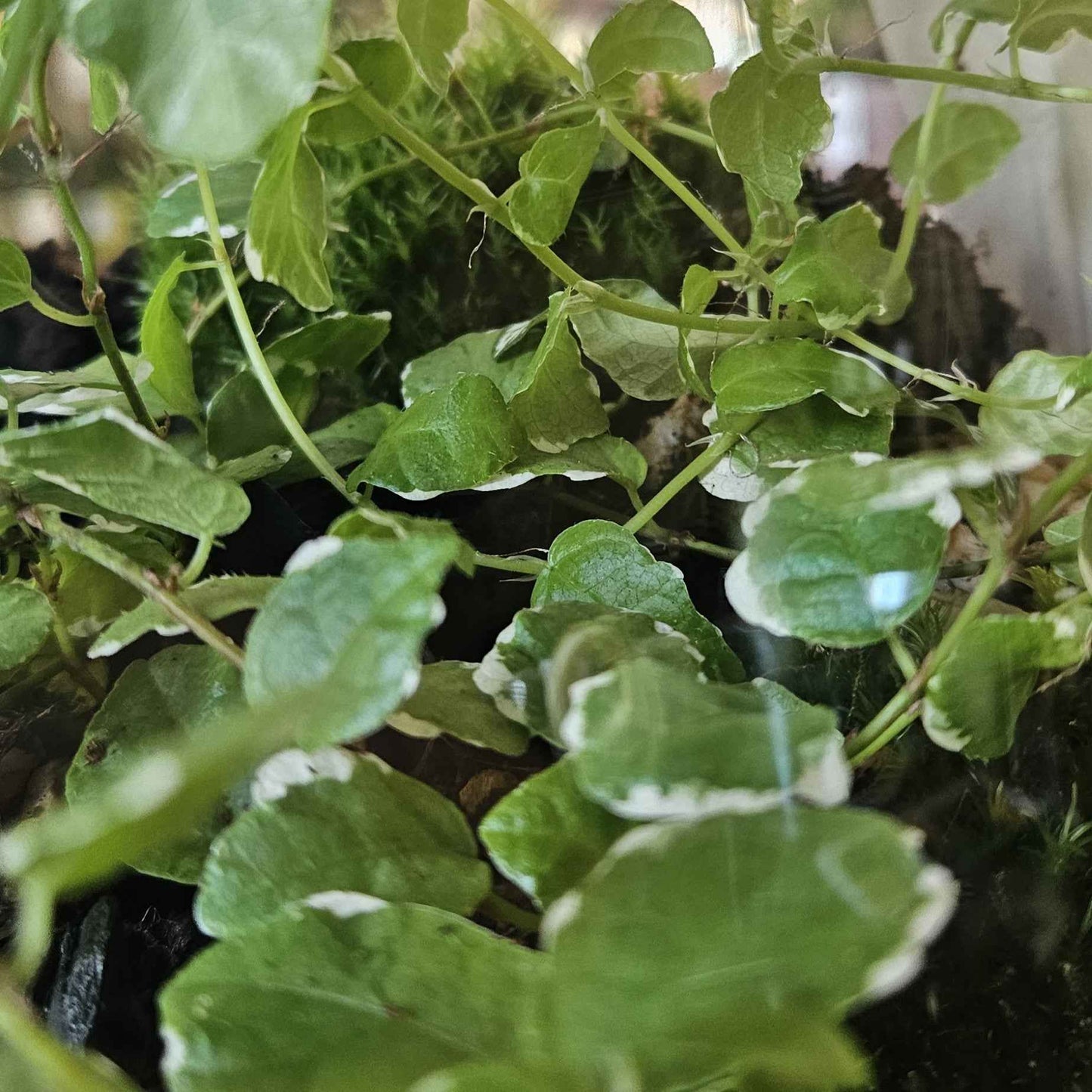 Terrarium