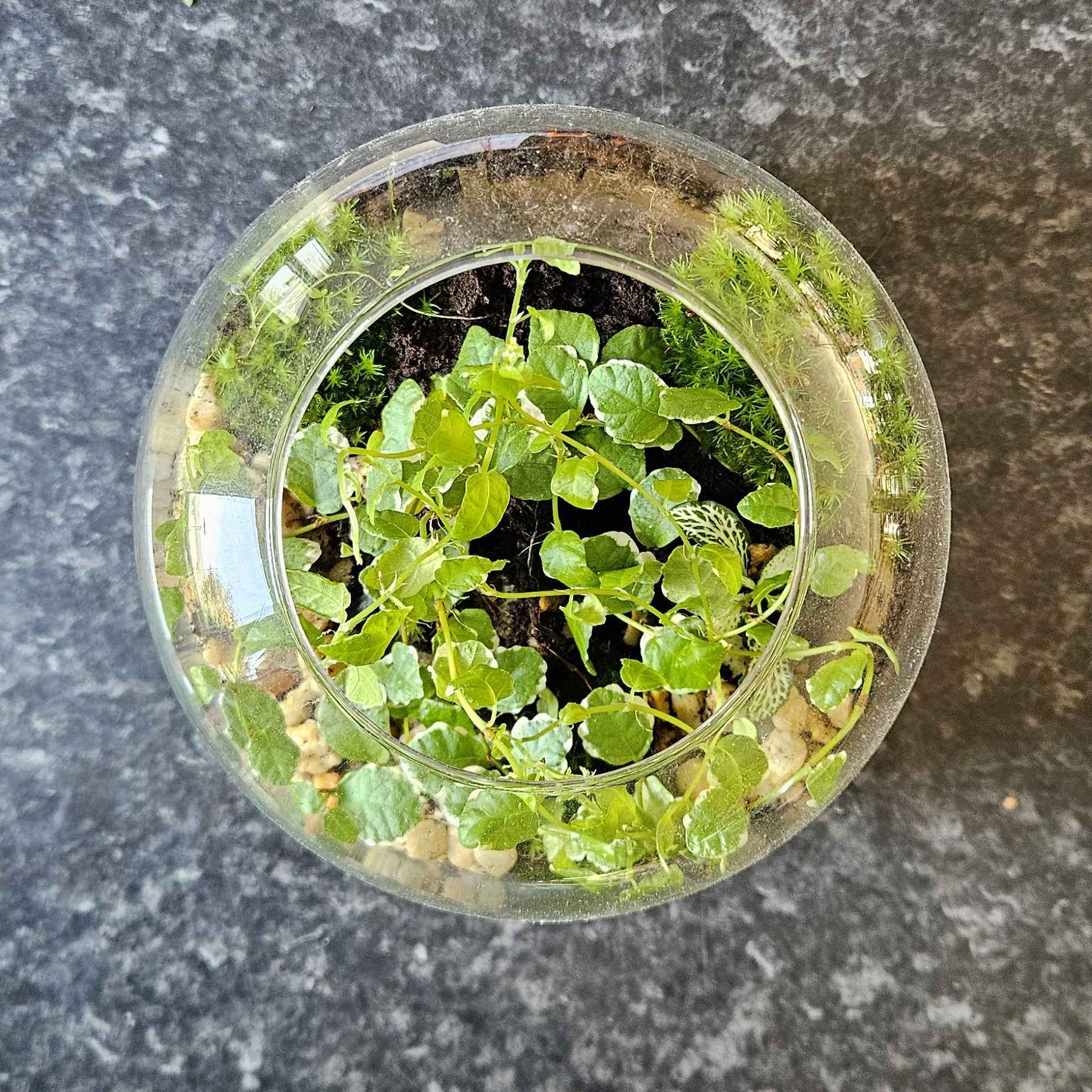 Terrarium