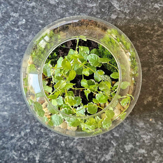 Terrarium