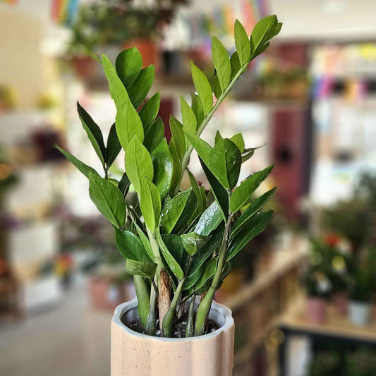Zamioculcas (ZZ Plante)