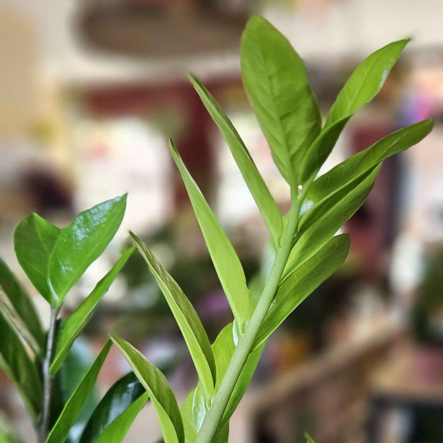 Zamioculcas (ZZ Plante)